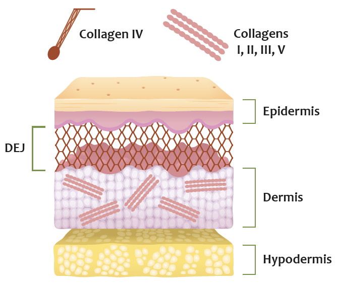 collagen iv