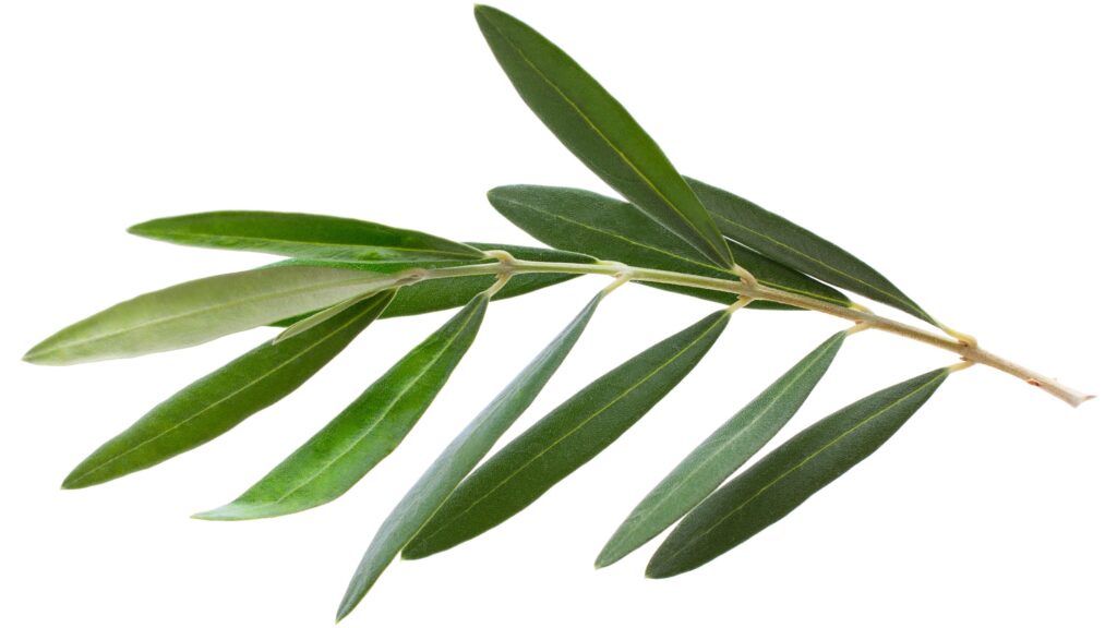 fresh olive branch leaves isolated on white background