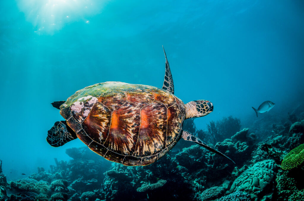 green sea turtle in the wild among colorful coral reef in clear