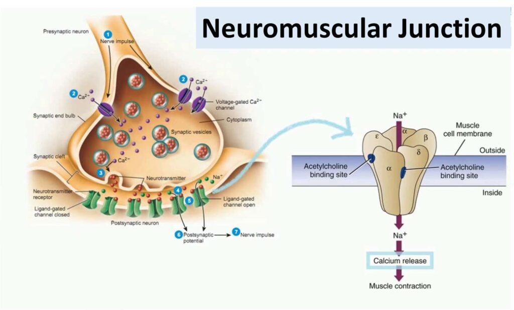 bgt neuromuscular junction