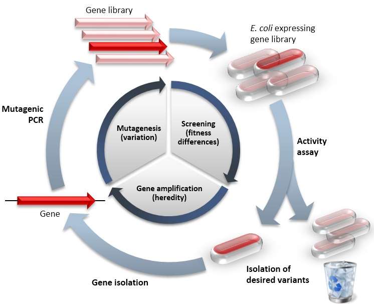 bgt peptide technology