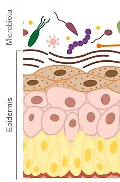 skin microbiota