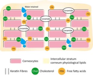 stratum corneum & cholesterol