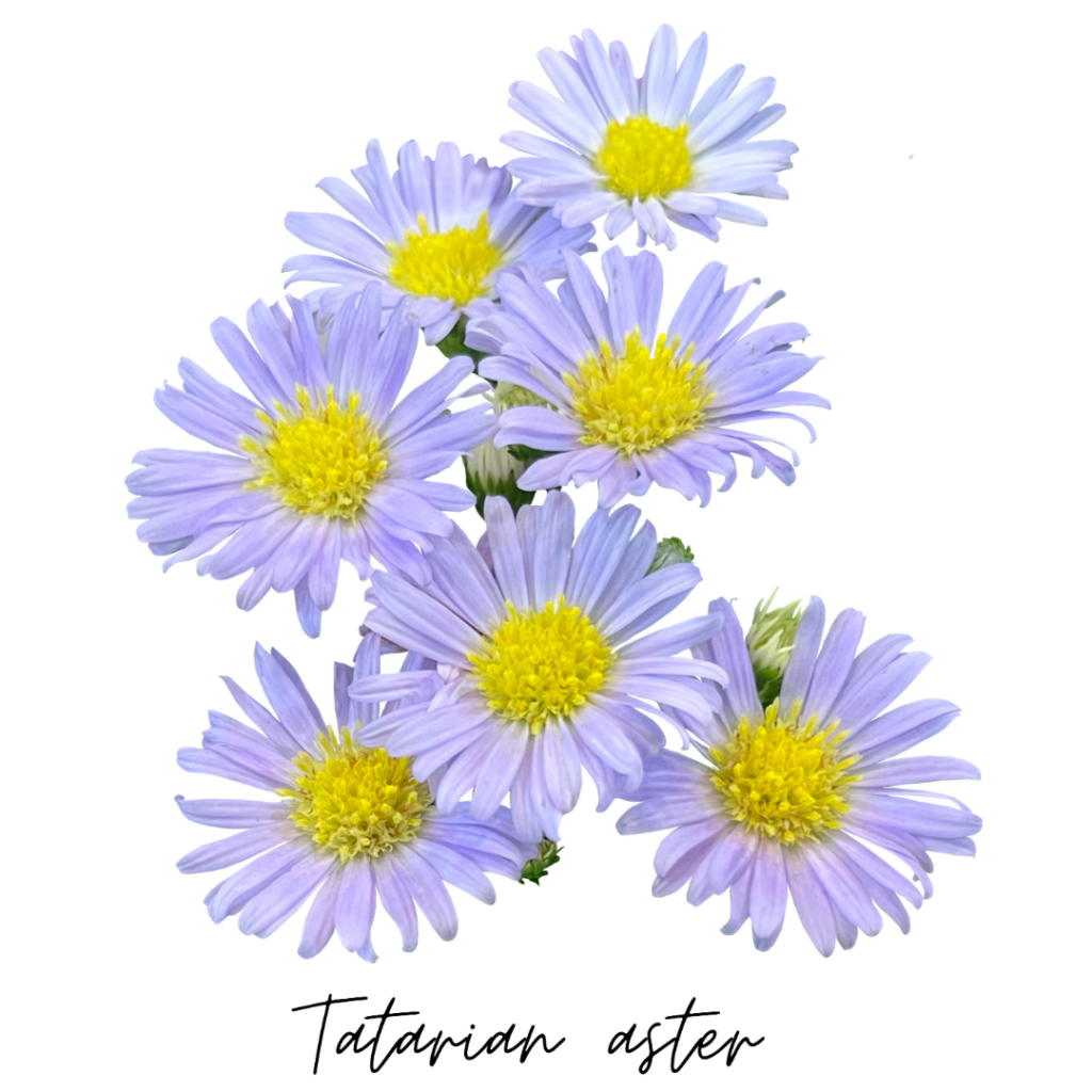 tatarian aster