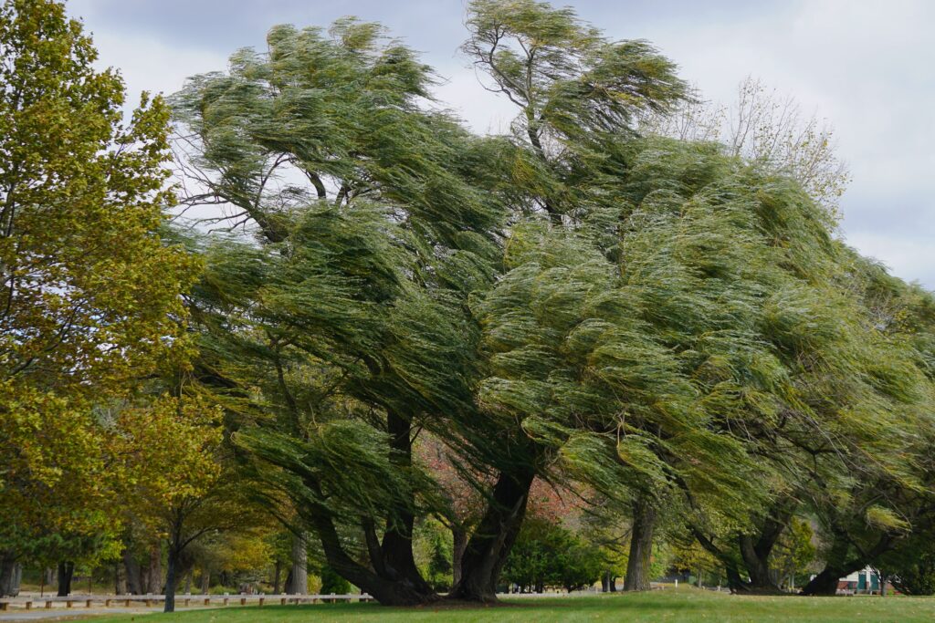 croton on hudson, new york, usa: willows (salix alba) also called sallows blowing in a strong wind at croton point park, along the hudson river in westchester county.