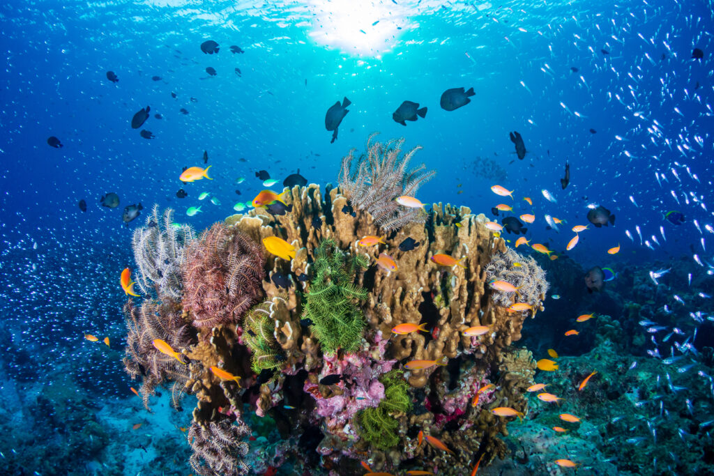 tropical fish on a colorful, healthy tropical coral reef