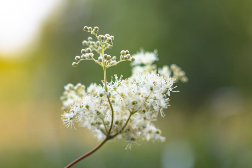 flowers of the meadowsweet plant