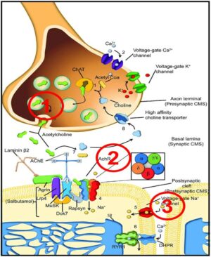 bgt tdp lip mechanism of action