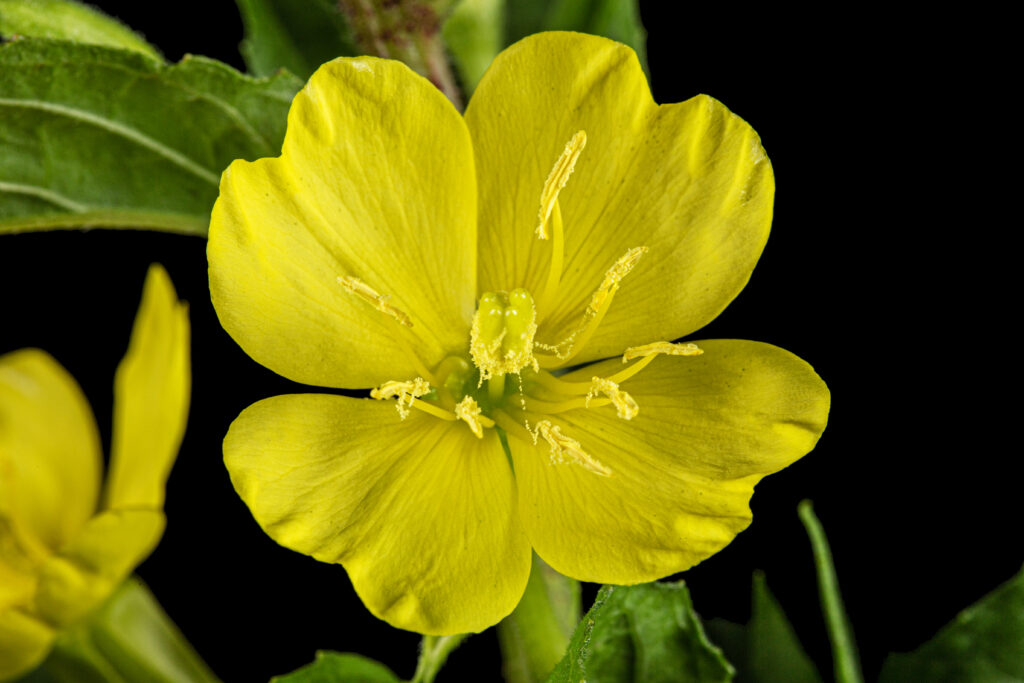 flower and leaf of oenothera biennis, common evening primrose,