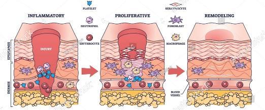 natura tec seawonder mechanisms of action