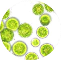 natura tec seawonder nannochloropsis oculata microalgae