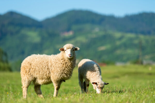 sheeps in a meadow in the mountains