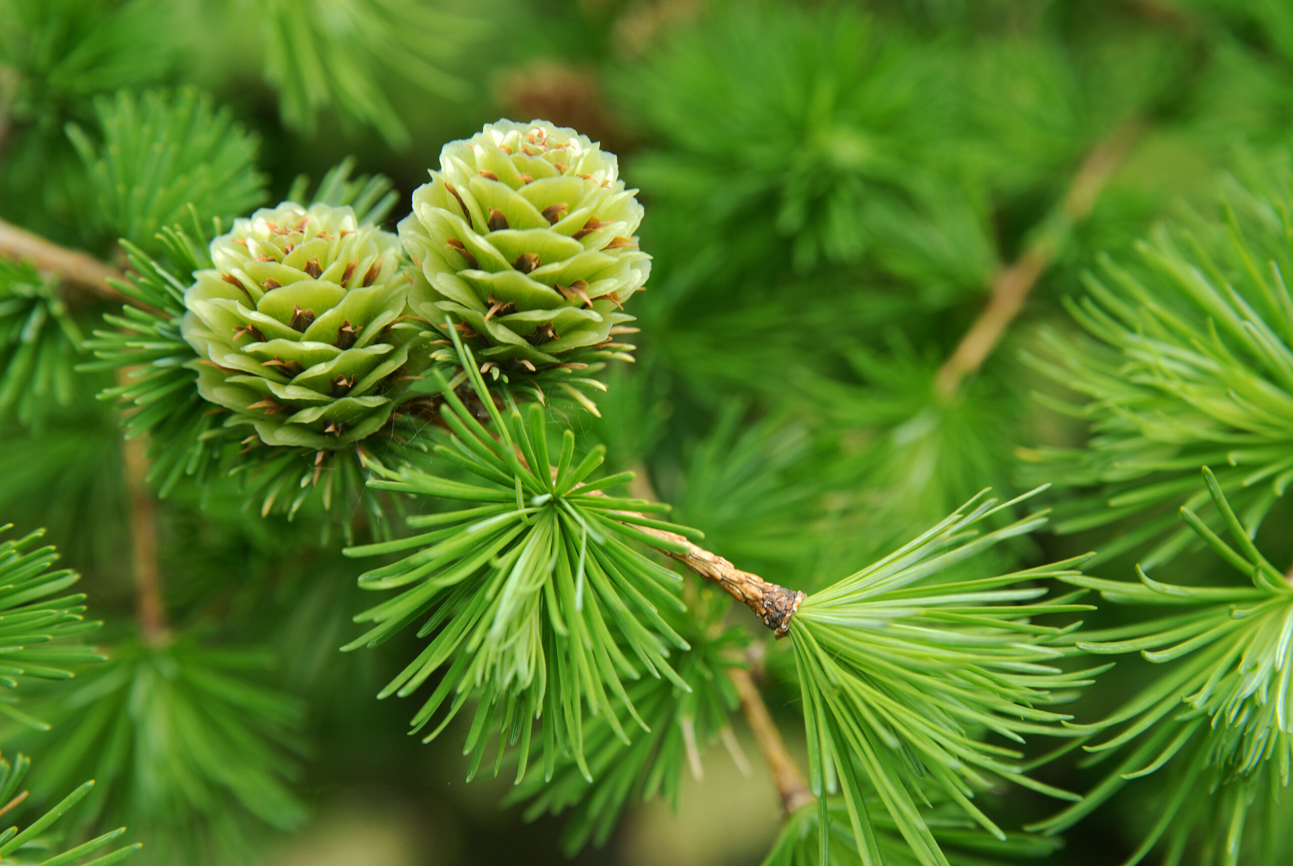 young larch cones, larch tree