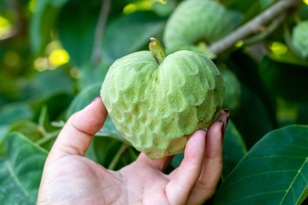 plantations of cherimoya custard apple fruits in granada malaga tropical coast region, andalusia, spain, green cherimoya growing on tree