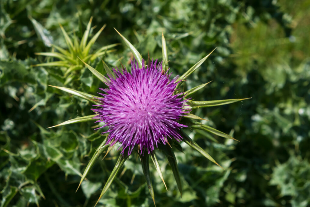 milk thistle (silybum marianum) flowering herb