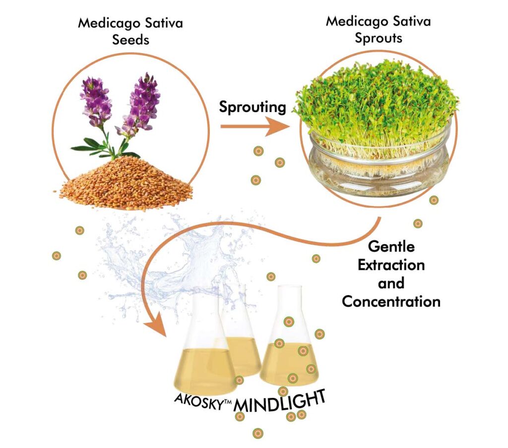 akosky mindlight production process