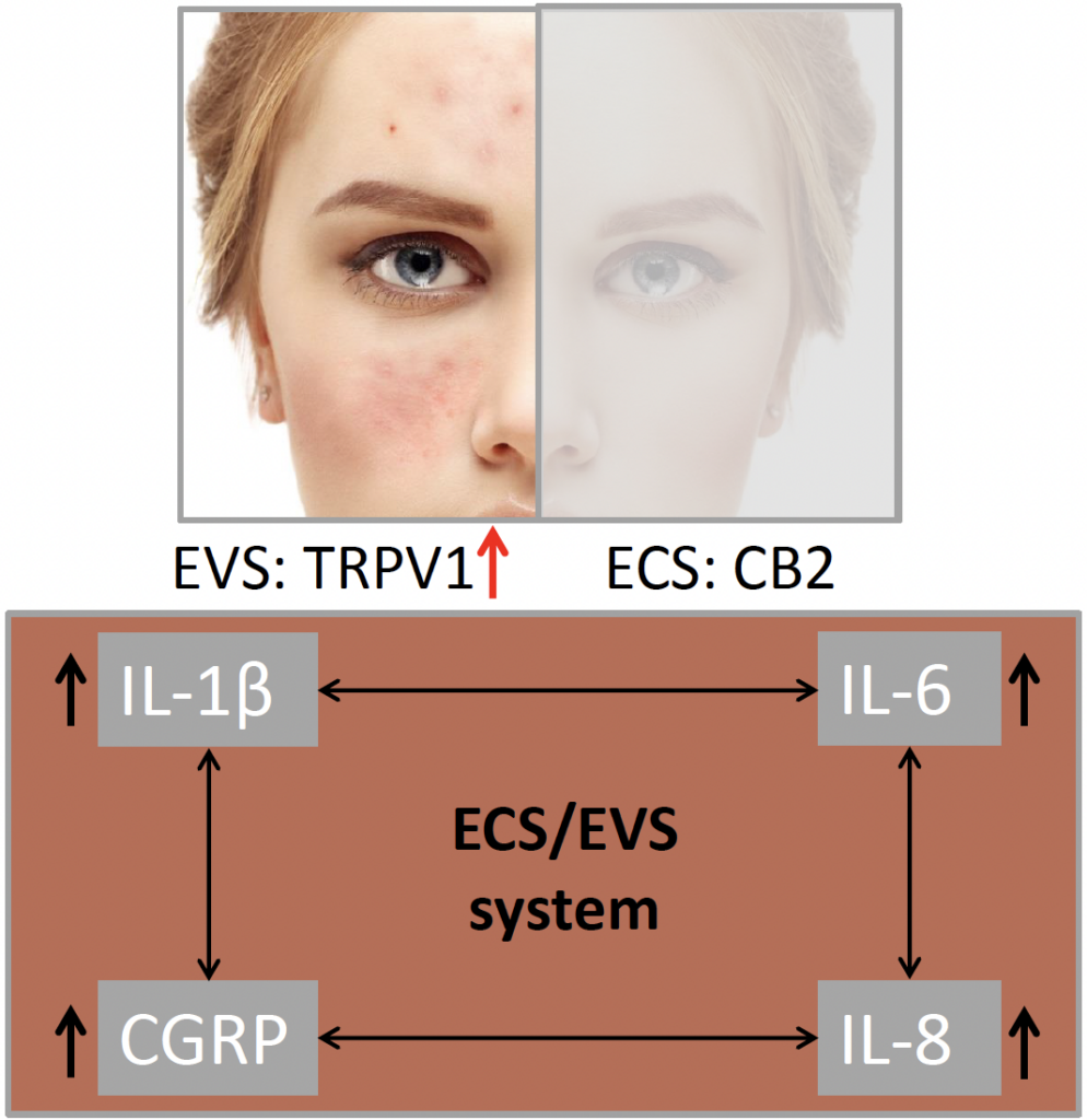 annonasense clr evs and ecs 2