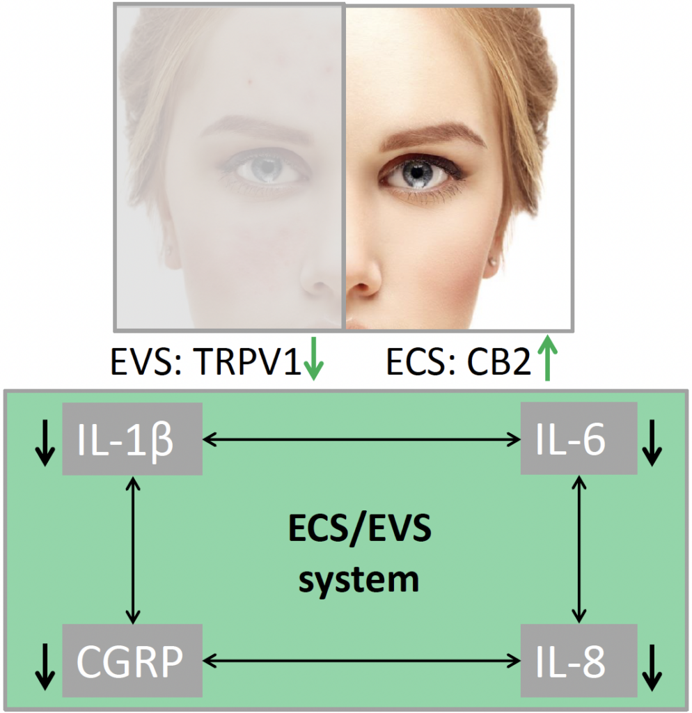 annonasense clr evs and ecs 3