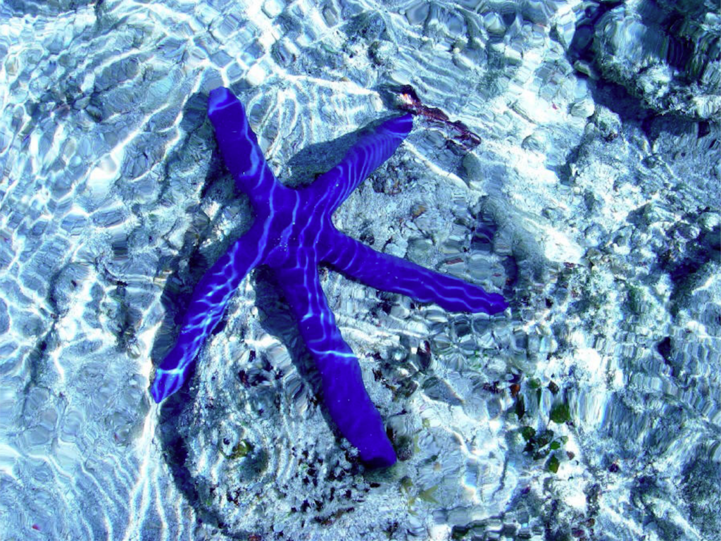 big blue starfish