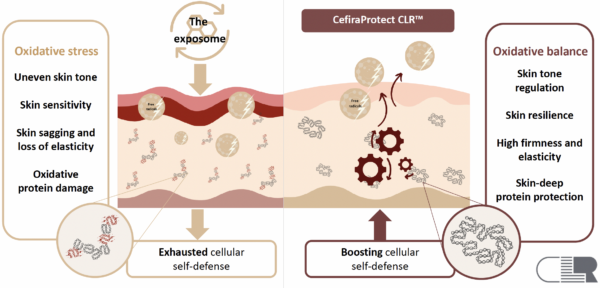 cefiraprotect clr mechanism of action