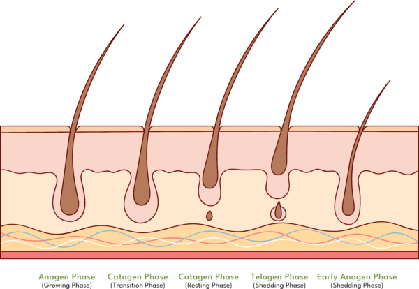 hair growth cycle