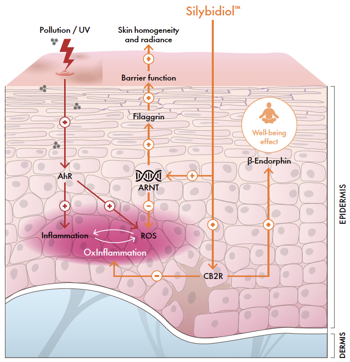 silybidiol mechanism of action