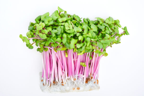 red radish sprouts 赤ラディッシュのスプラウト