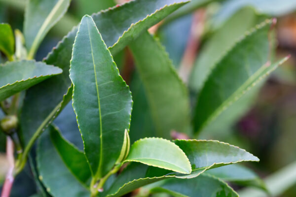 tea camellia sinensis the upper leaves on the bushes. green tea leaves on a branch.