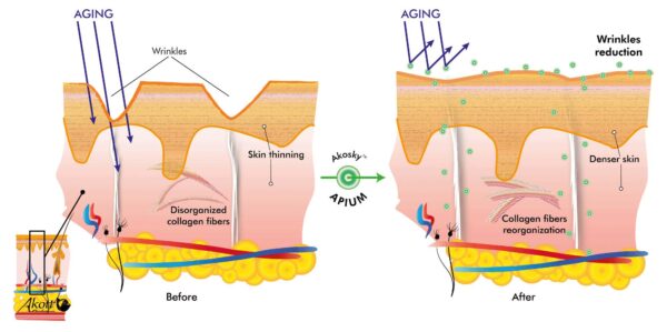 akosky apium mechanism of action wrinkles reduction