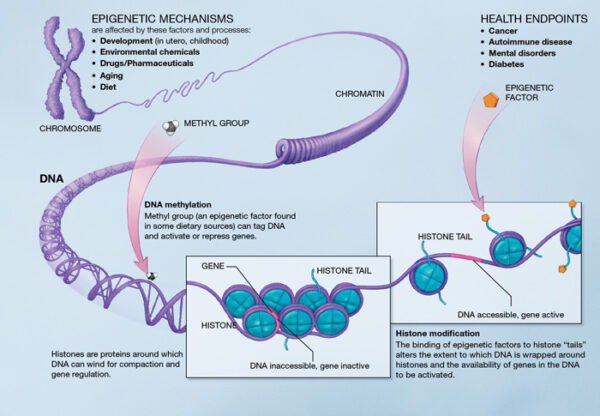 akosky pink beauty epigenetics mechanism