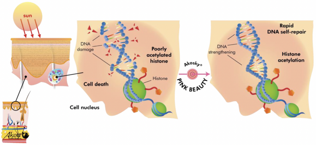 akosky pink beauty mechanism of action