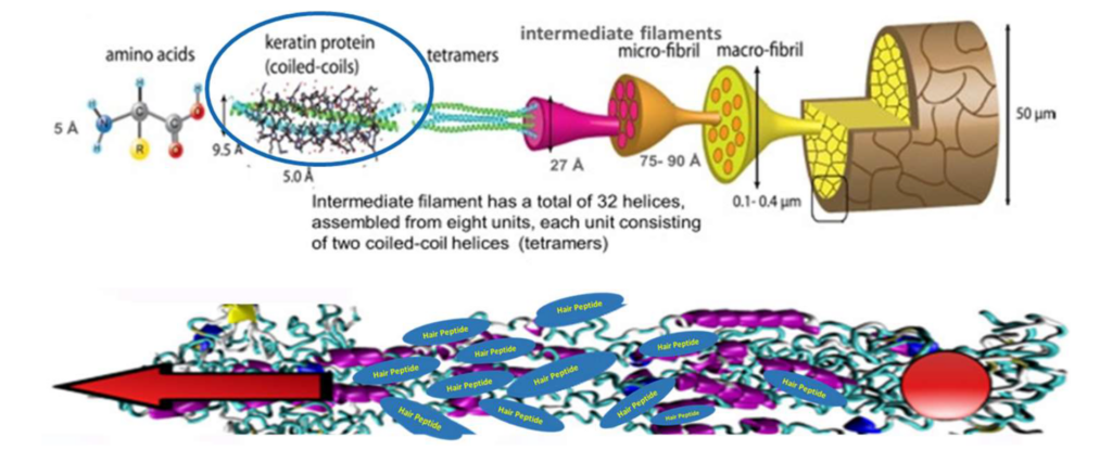 bgt hair kpro mechanism of action