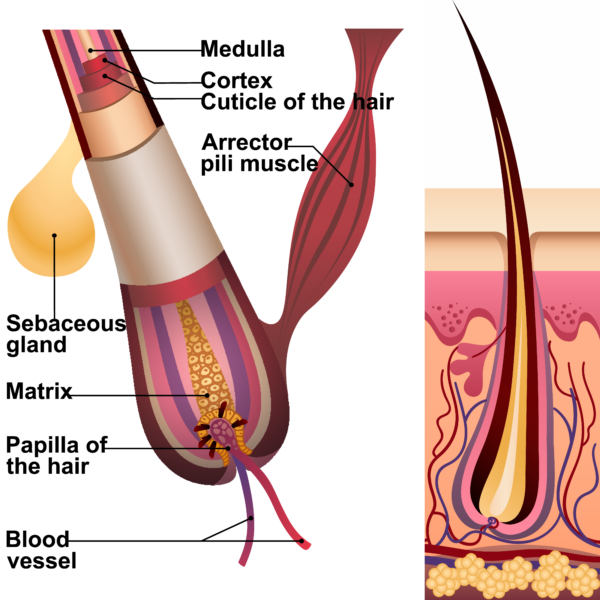 hair structure graphic