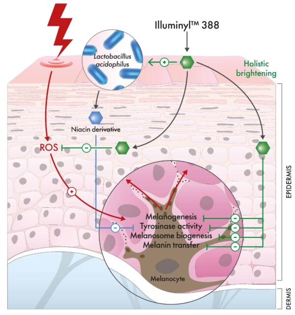 illuminyl 388 mode of action