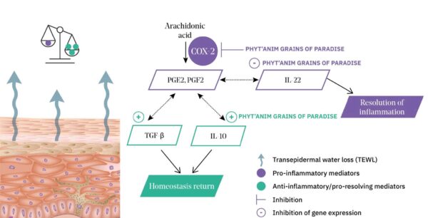 phyt'anim grains of paradise mechanism of action