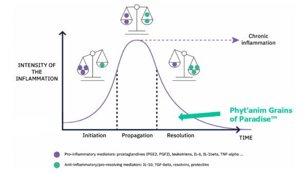 phyt’anim grains of paradise phases of inflammation