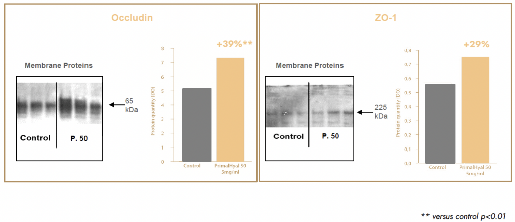 primalhyal 50 life stimulation of tight junction proteins