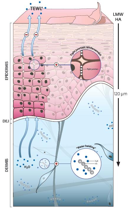 active beauty primalhyal gold mechanism of action