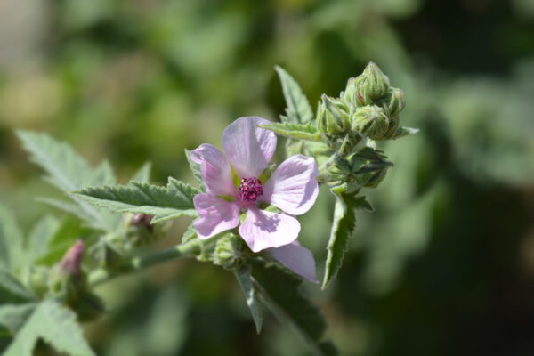 common marsh mallow