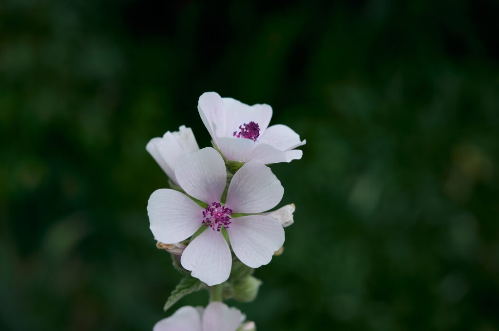 marsh mallow summer flowers.