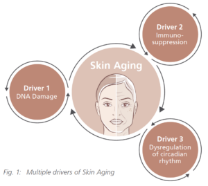 g+c complex clr drivers of skin aging