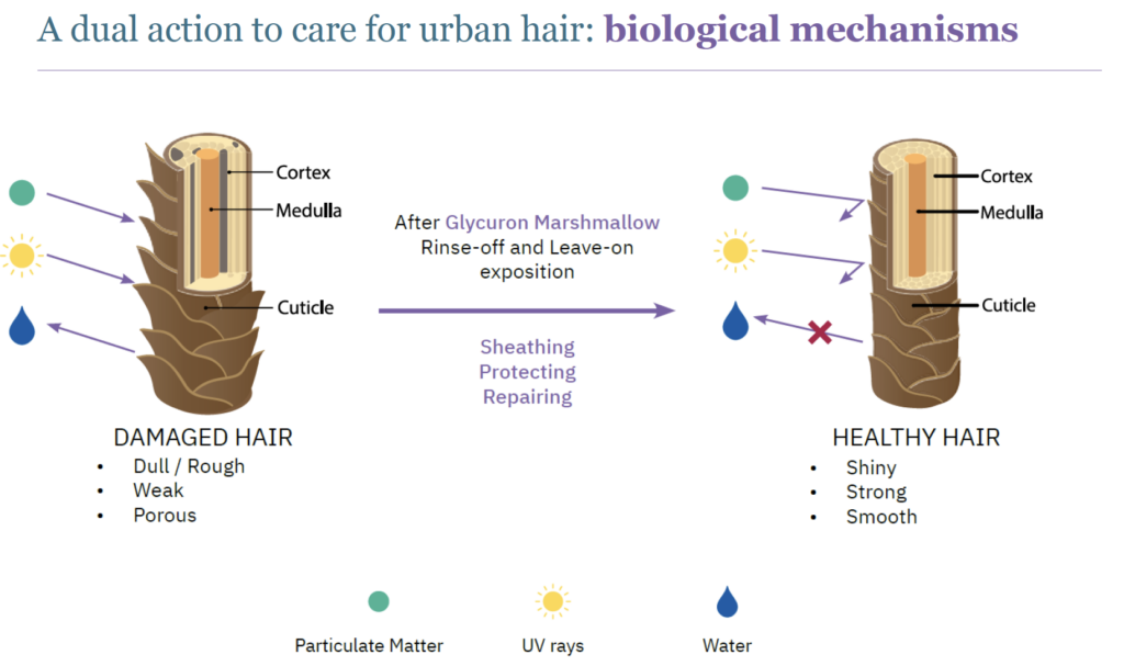 glycuron mechanism of action hair