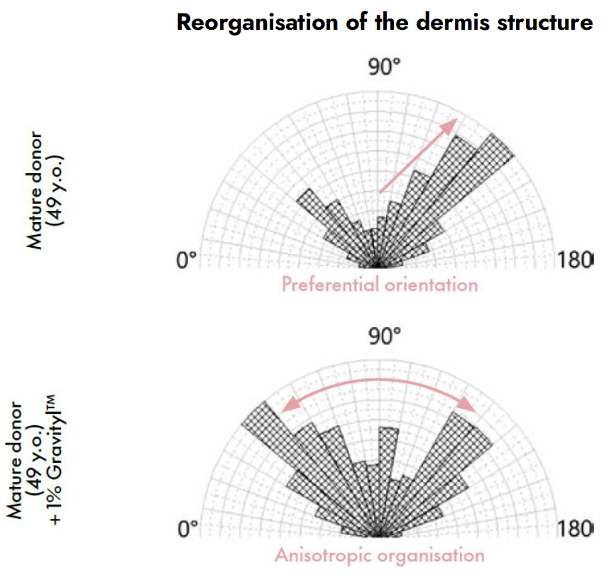 gravityl reorganization of the dermis structure