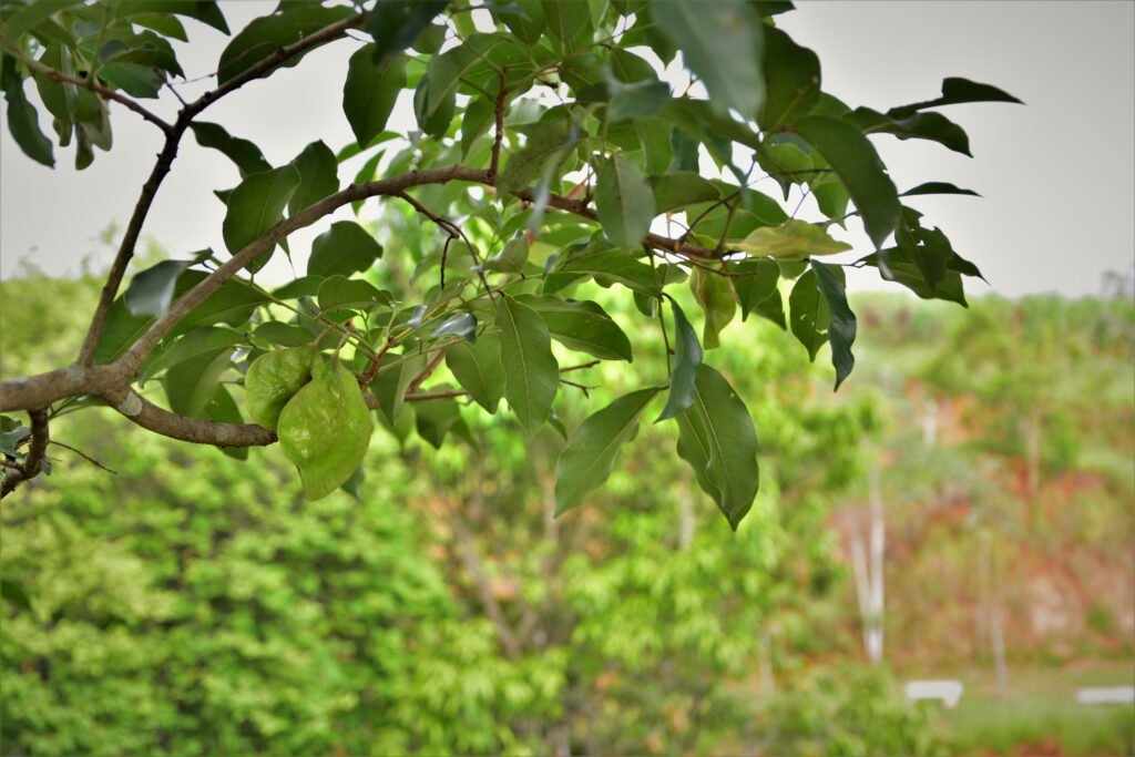 seeds,of,pterocarpus,marsupium,in,the,field