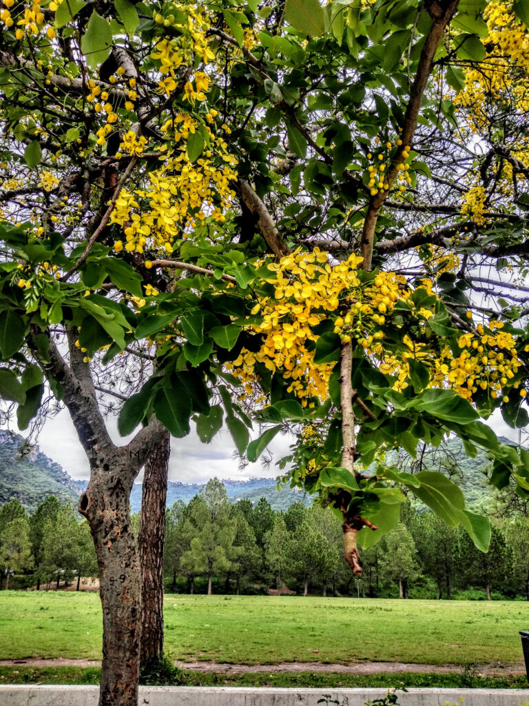 pterocarpus,marsupium,,also,known,as,malabar,kino,,located,at,islamabad