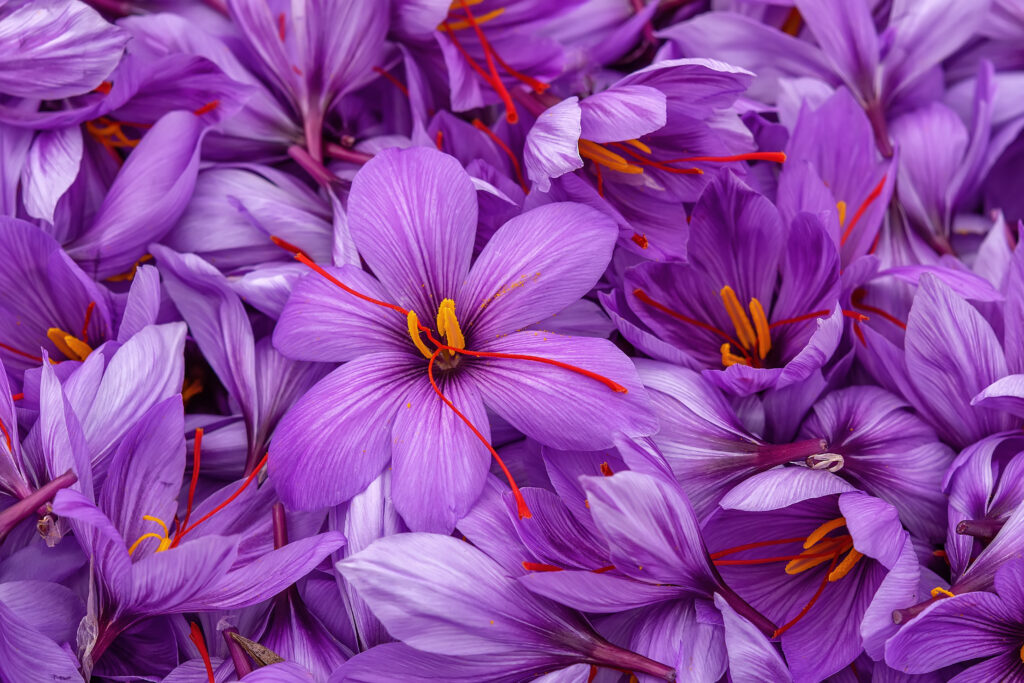 harvest flowers of saffron after collection. crocus sativus, com