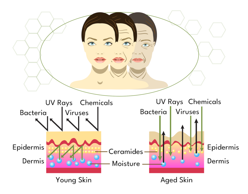 dl ceracalm ceramides on skin