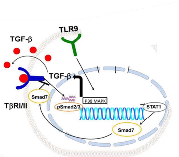 TLR activation leads to the release of TGF-β growth factor