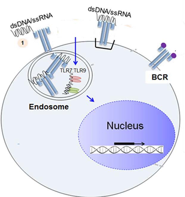 kalinat aw powder recognition of dna and tlr 9 receptor on the skin epidermis