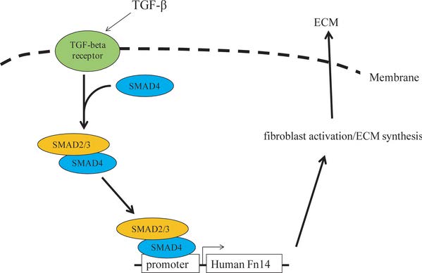 kalinat aw powder tgf β increases fibroblast activity